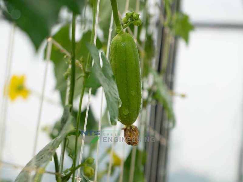 Trồng mướp ngọt trên sân thượng