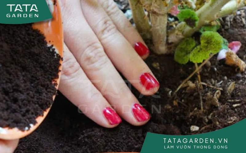 Bón phân đạm với một lượng vừa đủ sẽ giúp cây phát triển khỏe mạnh