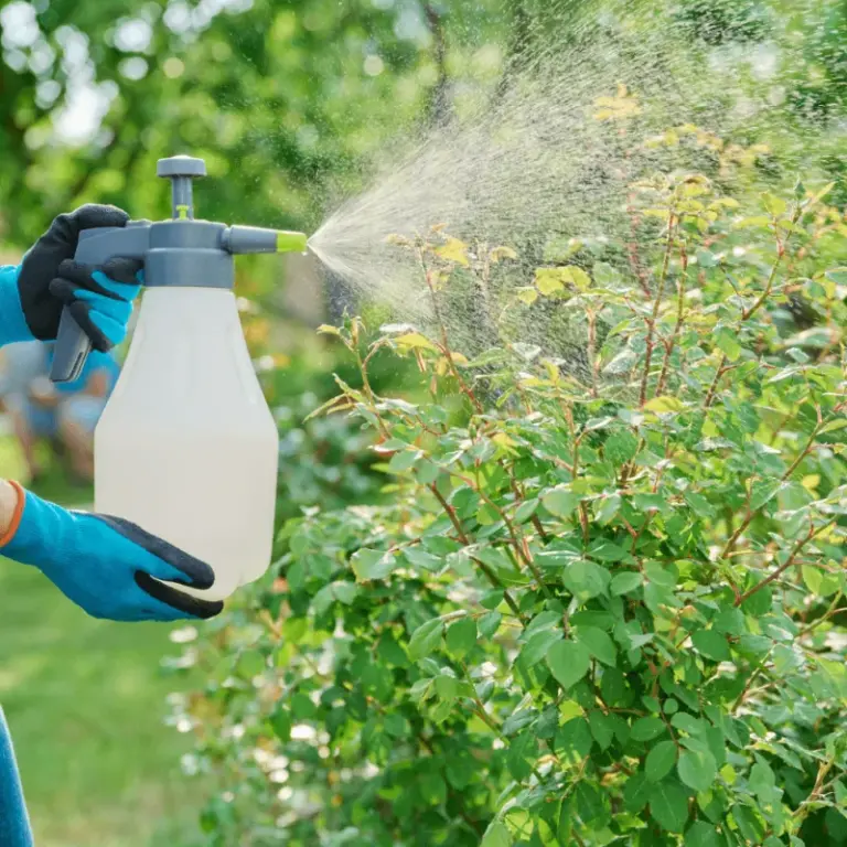 Công dụng của việc tưới nước vôi cho cây trồng