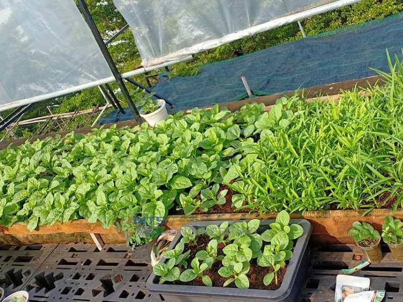 Trồng rau xanh trên sân thượng