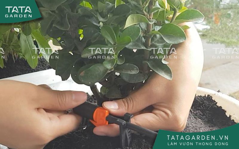 Điều chỉnh lưu lượng nước tưới cho từng chậu cây. 