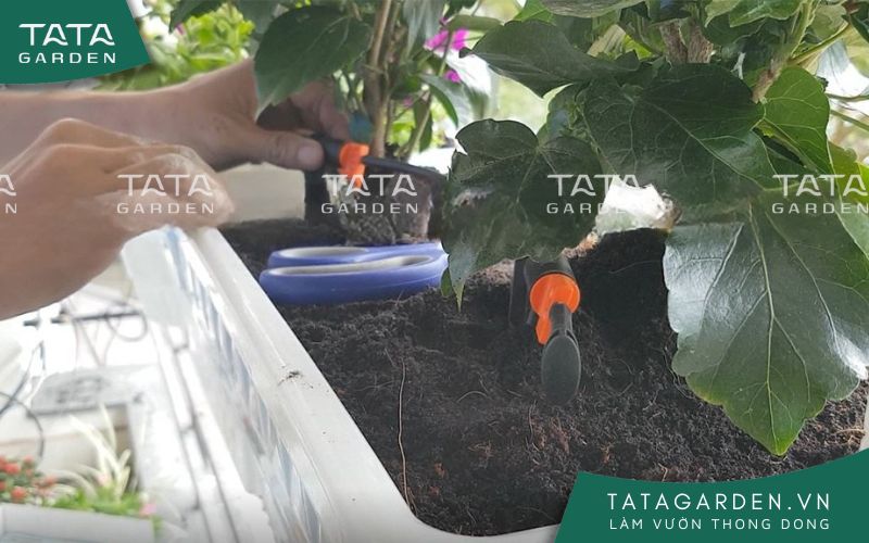 Gắn đầu tưới nhỏ giọt