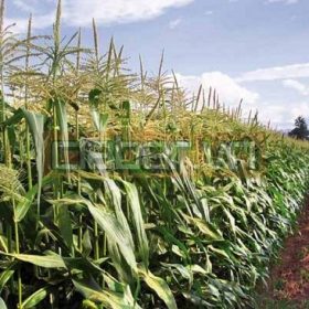 Hệ thống tưới nhỏ giọt nông nghiệp – những điều bạn cần biết