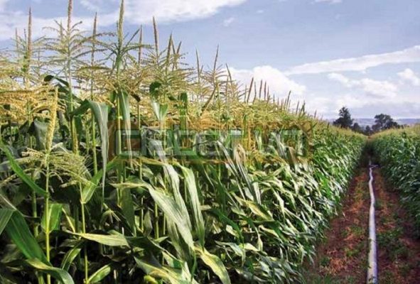 he thong tuoi nong nghiep 5