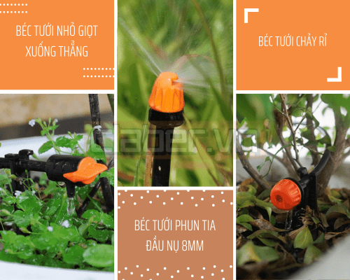 3 loai bec tuoi nho giot