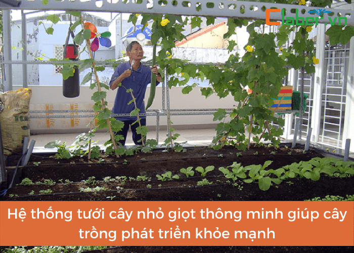 Hệ thống tưới cây nhỏ giọt thông minh giúp cây trồng phát triển khỏe mạnh và tăng năng suất