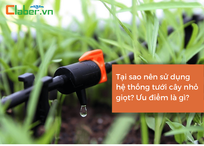 Tại sao nên sử dụng hệ thống tưới cây nhỏ giọt?