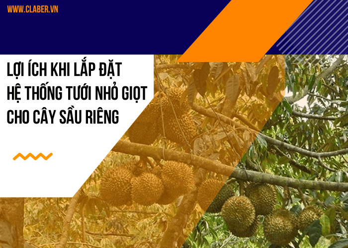 Lợi ích khi lắp đặt hệ thống tưới nhỏ giọt cho cây sầu riêng