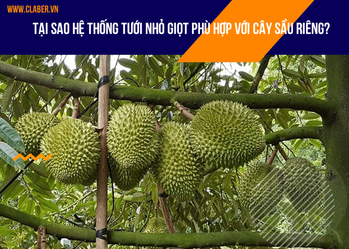 Tại sao hệ thống tưới nhỏ giọt phù hợp với cây sầu riêng?
