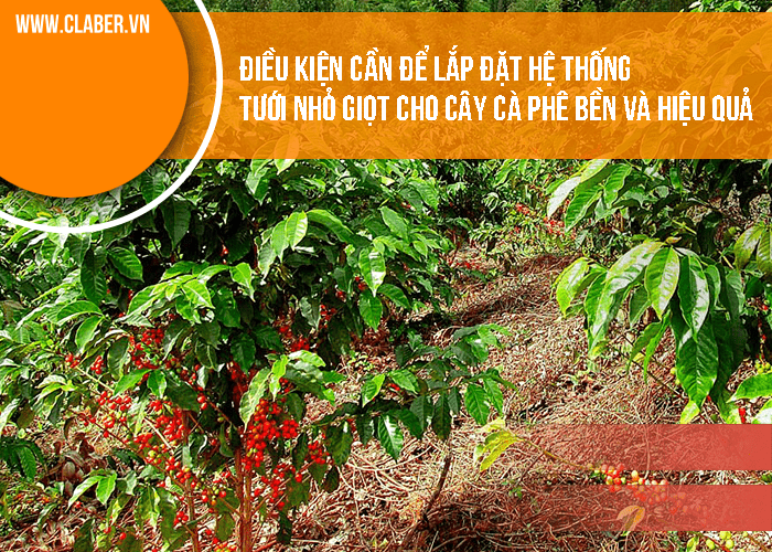 Điều kiện cần để lắp đặt hệ thống tưới nhỏ giọt cho cây cà phê bền và hiệu quả 