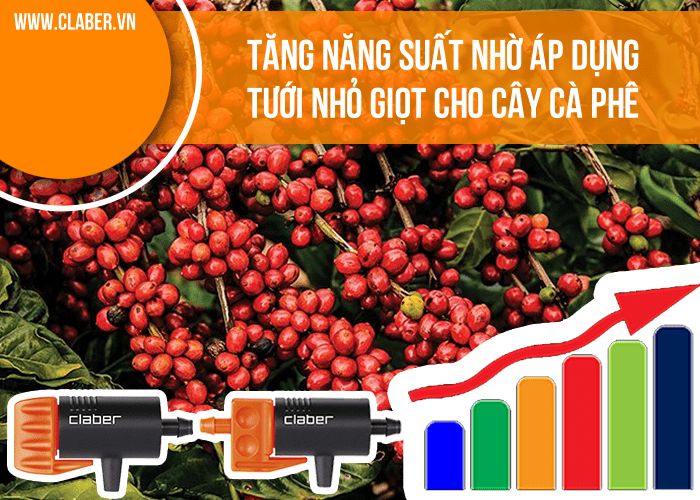 Tăng năng suất nhờ áp dụng tưới nhỏ giọt cho cây cà phê   