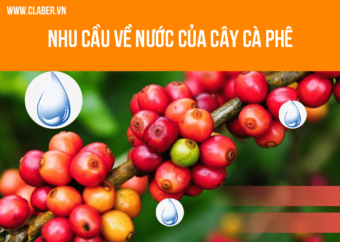 Nhu cầu về nước của cây cà phê 