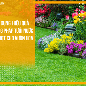 Ứng dụng hiệu quả phương pháp tưới nước nhỏ giọt cho vườn hoa