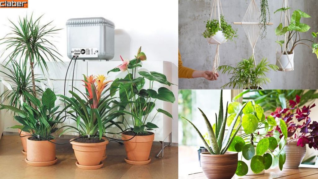 Mẹo chăm sóc cây trong nhà để giúp cây phát triển tốt