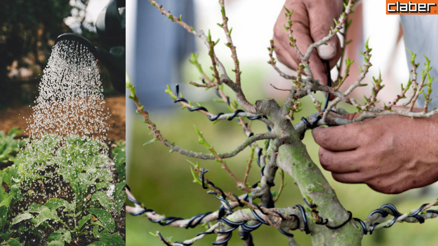 Mẹo chăm sóc cây