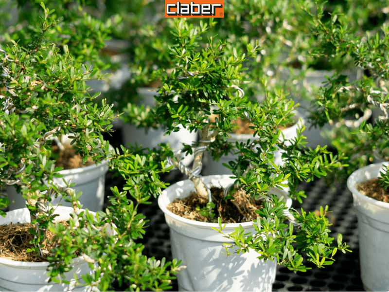 cay-trong-o-san-thuong