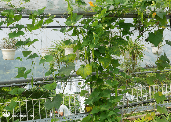 dau-rong-duoc-tuoi-bang-he-thong-tuoi-tu-dong