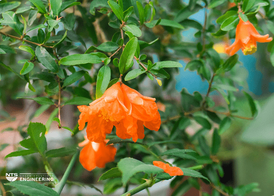 Bia-Tan-man-ban-cong-và-hoa-thiet-bi-tuoi-claber