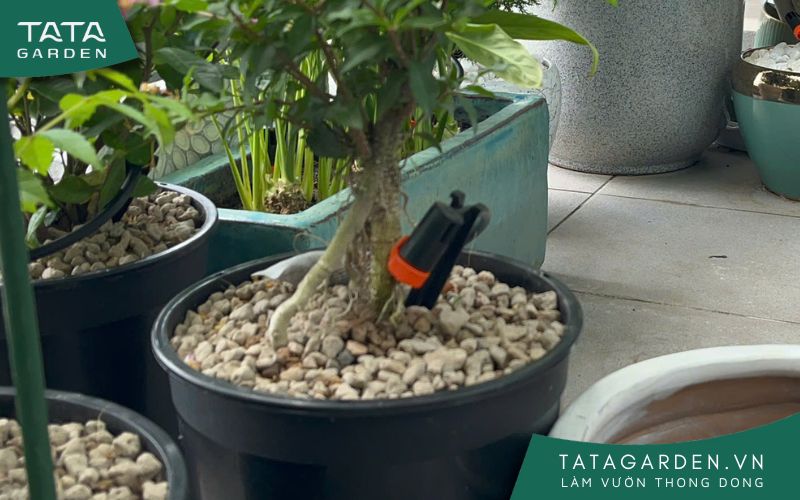 Mẫu đầu tưới nhỏ giọt không bù áp
