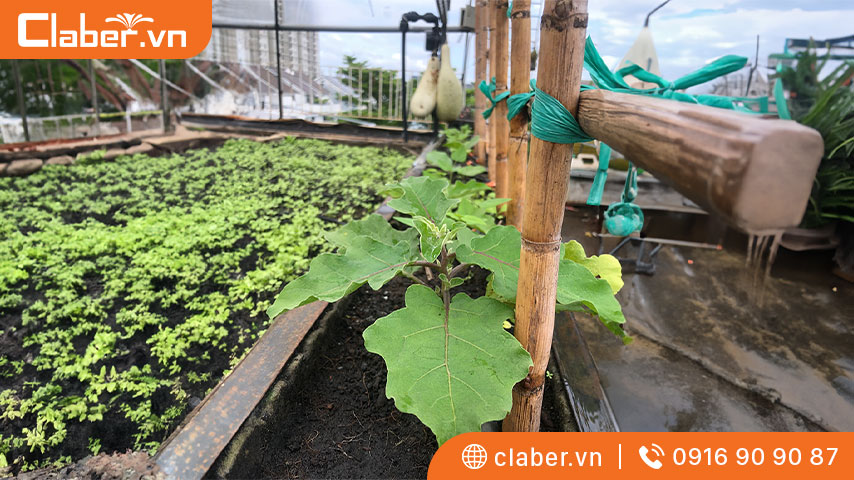 hệ thống tưới cây thông minh báo giá 