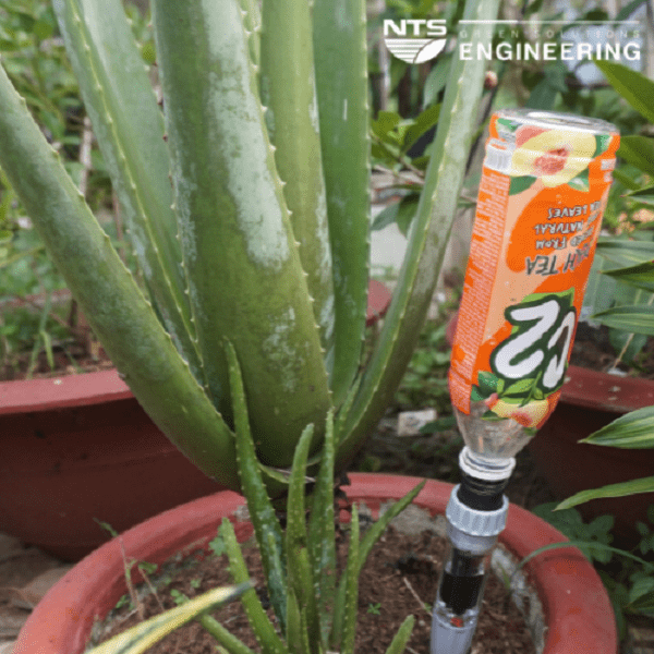 Dau-tuoi-nho-giot-chau-cay-8052-2