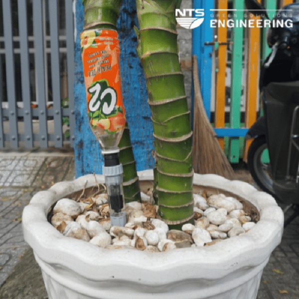 Dau-tuoi-nho-giot-chau-cay-8052