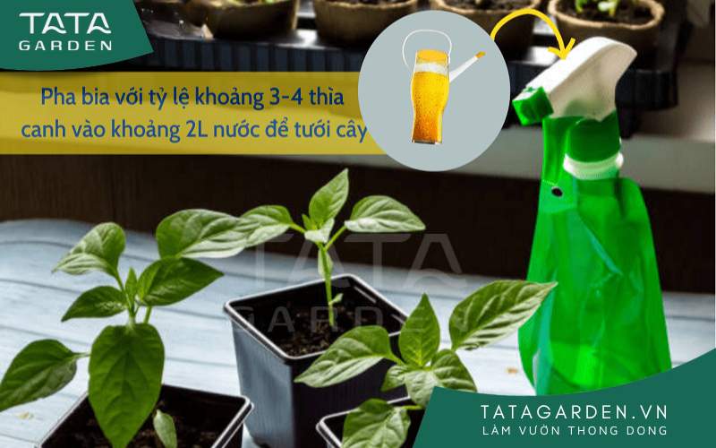 Tưới bia cho cây giúp tạo môi trường phát triển lý tưởng cho cây trồng