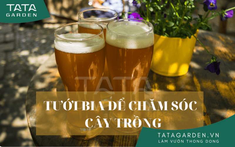 Dùng bia để tưới cây