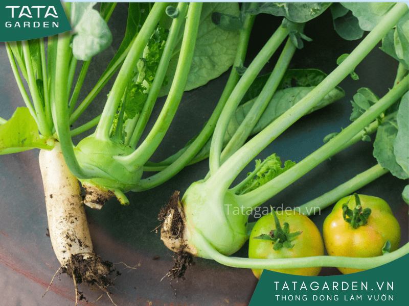  Khi dùng nước muối tưới cây cần trang bị một số kinh nghiệm cần thiết.