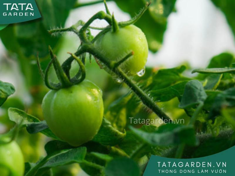 Ảnh bìa tưới rau bằng nước muối