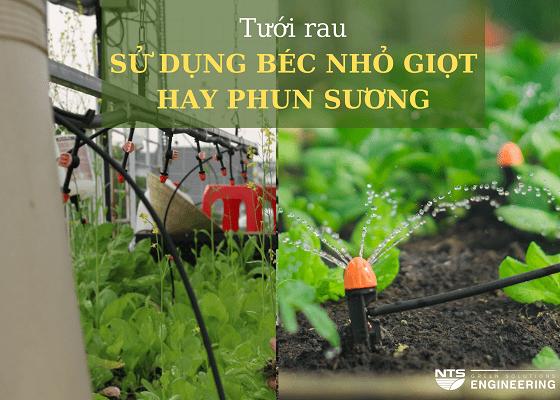 bec-tuoi-nho-giot