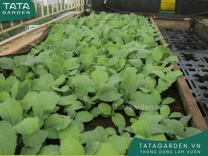 Thành quả sau một quá trình chăm sóc.