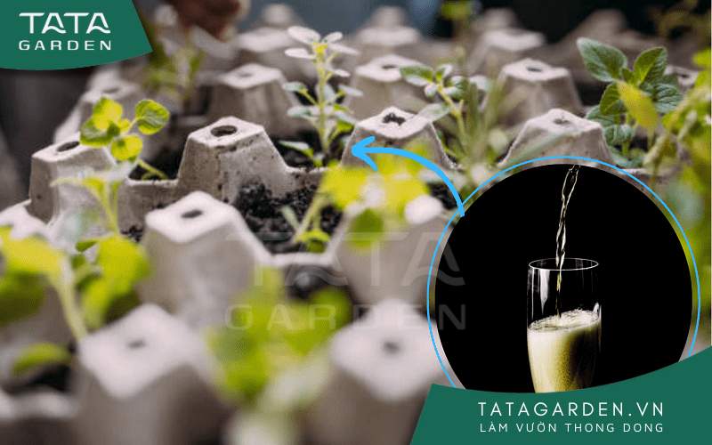 Sử dụng bia để tưới cây là phương pháp được nhiều người rất ưu ái