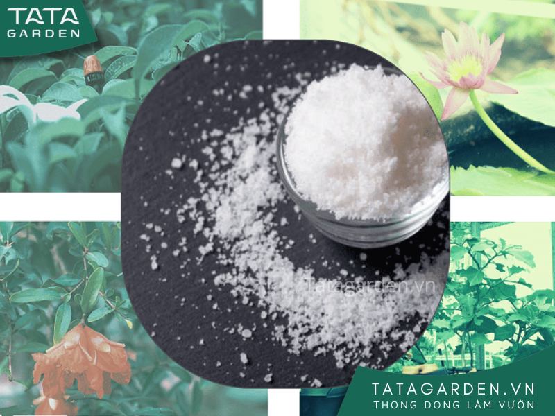 Dùng nước muối tưới cây mang lại nhiều công dụng bất ngờ.