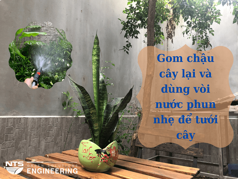 tuoi-cay-canh-mini-de-ban