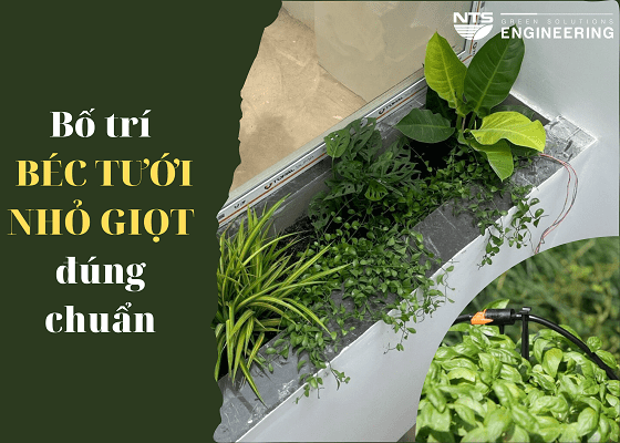 Huong-dan-bo-tri-bec-tuoi-nho-giot-dung-chuan