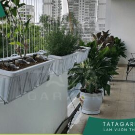 Top 4 vấn đề thường gặp và cách khắc phục đối với cây trồng ban công