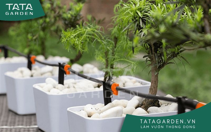 Chậu cây cần rải thêm đá sỏi trên bề mặt để tránh bắn nước ra sàn nhà