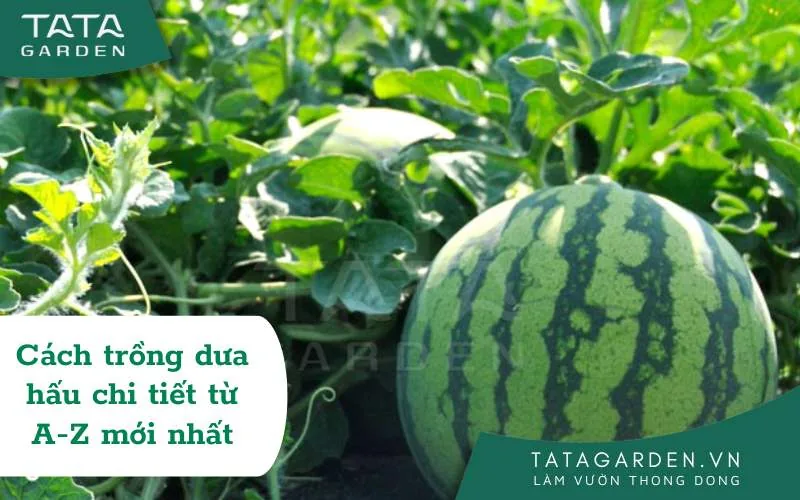Cách trồng dưa hấu chi tiết từ A – Z, đúng kỹ thuật 2026