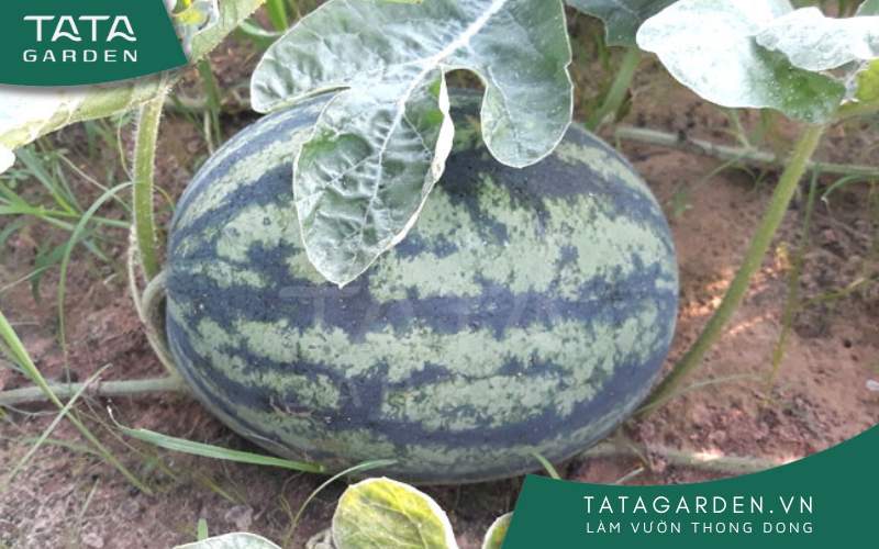 Lựa chọn thời vụ thích hợp trồng dưa hấu