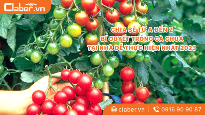 cách trồng cây cà chua