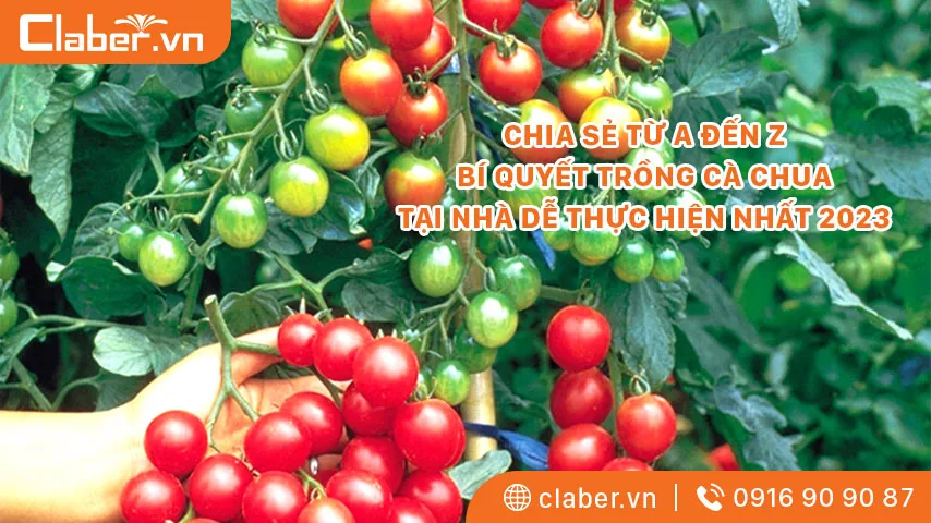 CHIA SẺ TỪ A ĐẾN Z BÍ QUYẾT TRỒNG CÀ CHUA TẠI NHÀ DỄ THỰC HIỆN NHẤT 2023 