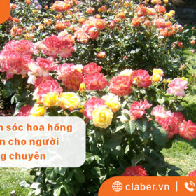 Cách chăm sóc hoa hồng đơn giản cho người không chuyên. Tránh sâu bệnh hay nhất 2023