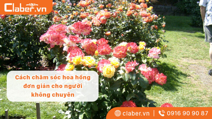 Cách chăm sóc hoa hồng