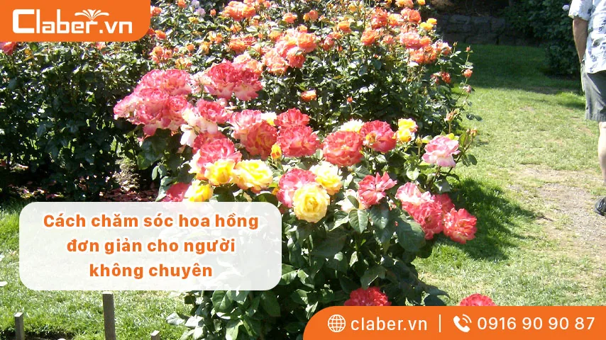 Cách chăm sóc hoa hồng đơn giản cho người không chuyên. Tránh sâu bệnh hay nhất 2023