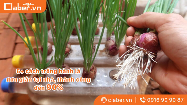 cách trồng hành lá tại nhà