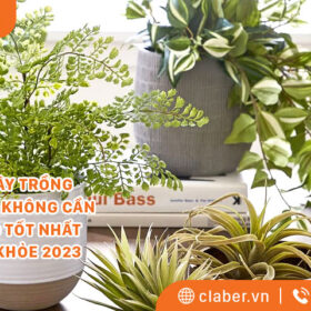 TOP 18 CÂY TRỒNG TRONG NHÀ KHÔNG CẦN ÁNH SÁNG TỐT NHẤT CHO SỨC KHỎE 2023