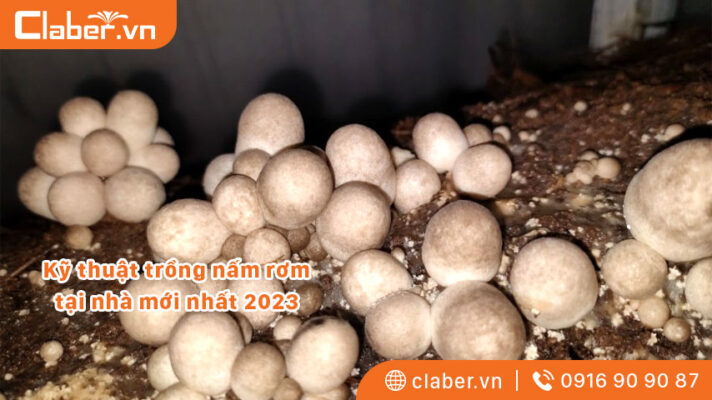 cách trồng nấm rơm