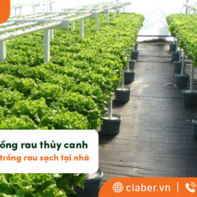 Kỹ thuật trồng rau thủy canh – Giải pháp tự trồng rau sạch tại nhà