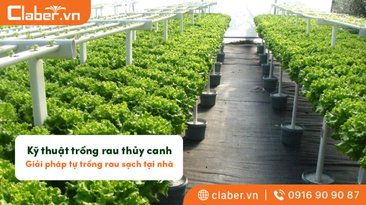 trồng rau thủy canh